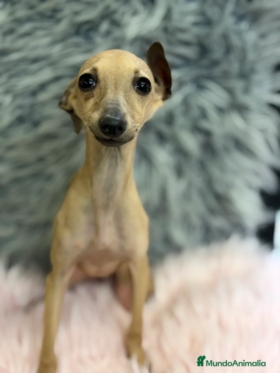 Pequeño Lebrel Italiano perros en venta: Piccolo italiano hembra  - Anuncio 1