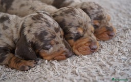 Teckel Miniatura perros en venta: 🐾 Kodat, Byron y Curry – Teckel miniatura 🐾 - Imagen 4