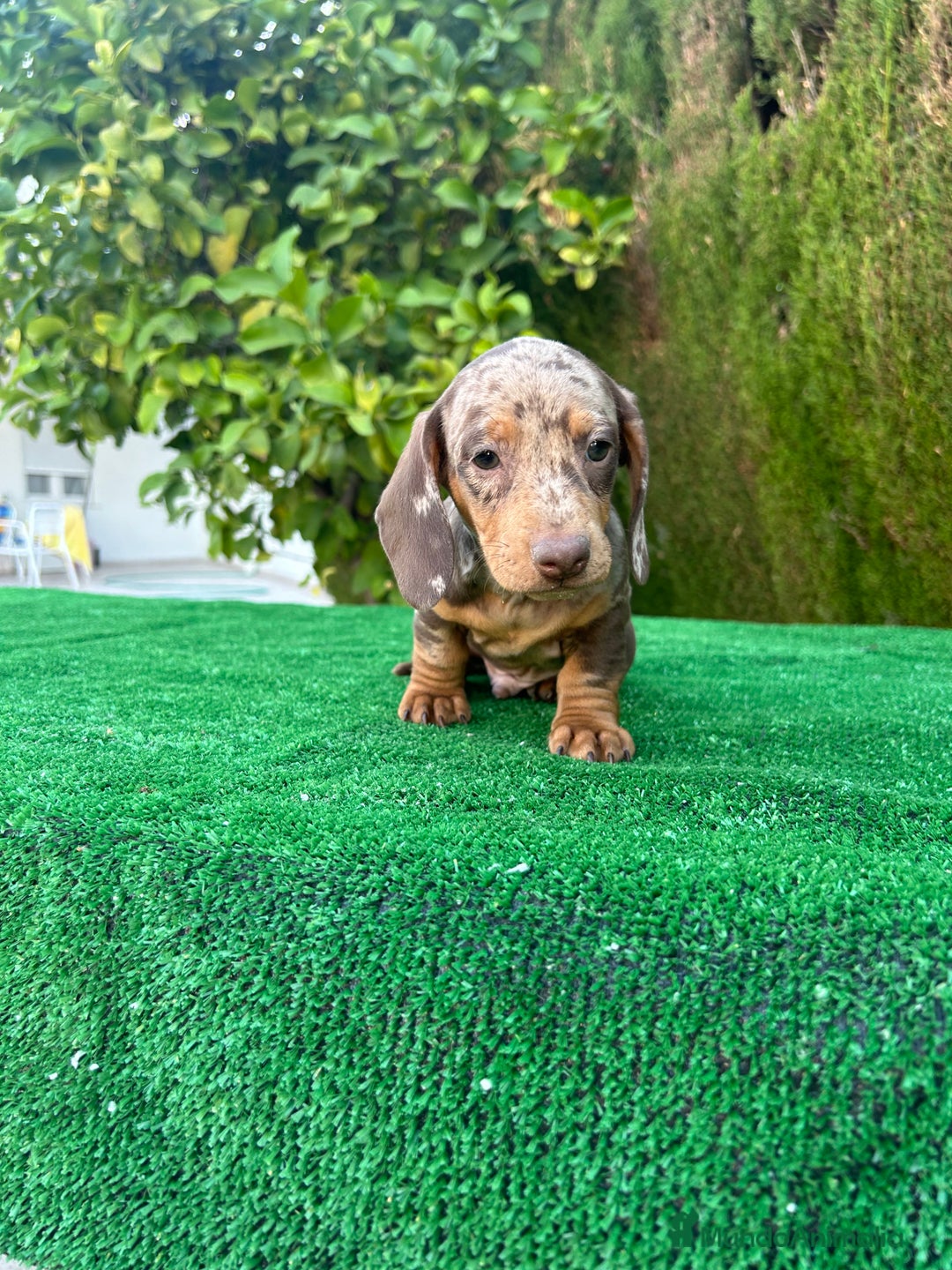 Teckel Miniatura perros en venta: teckel arlequin chocolate  - Imagen 8