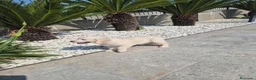 Golden Retriever perros en venta: Golden Retriever impresionantes en Girona - Anuncio 19