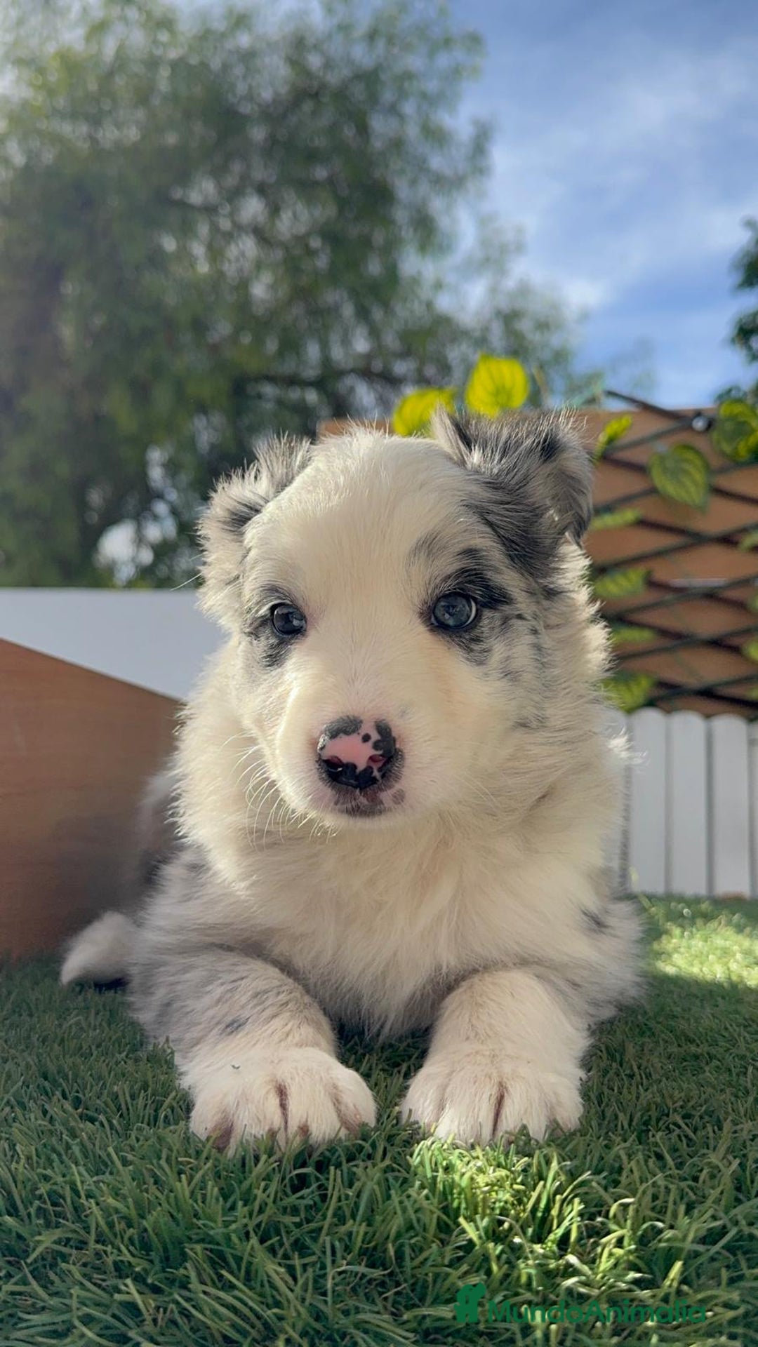 Border Collie perros en venta: BORDER COLLIE HEMBRA MERLE - Imagen 4