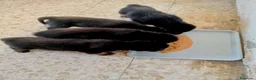 Pastor Alemán perros en venta: Cachorros de pastor alemán🐶🐾 - Anuncio 2