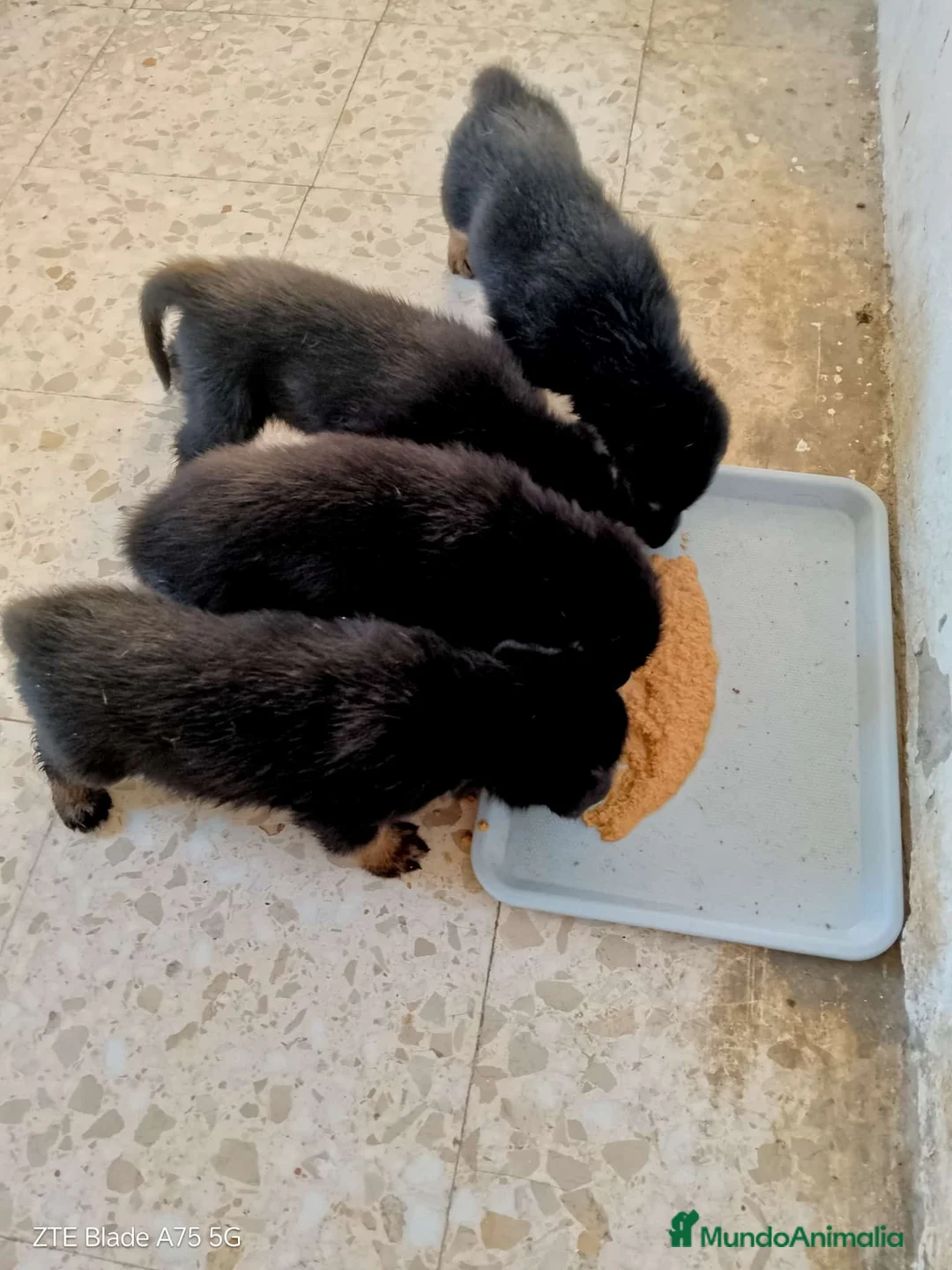 Pastor Alemán perros en venta: Cachorros de pastor alemán🐶🐾 - Anuncio 2