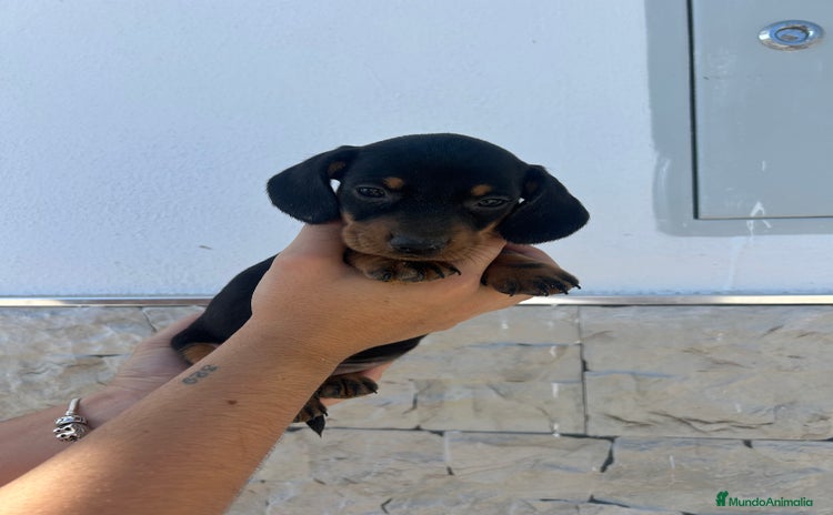 Teckel Miniatura perros - Propaganda 1
