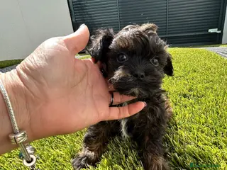 Maltipoo perros Maltipoo mini - Anuncio 1