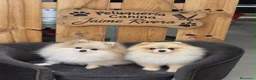 Pomerania perros en venta: PRECIOSO BEBÉ POMERANIA BLACK AND TAN  - Anuncio 5