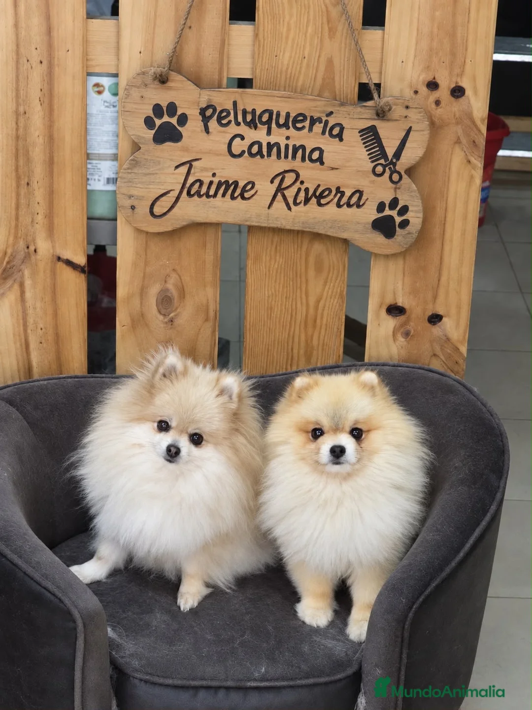 Pomerania perros en venta: PRECIOSO BEBÉ POMERANIA BLACK AND TAN  - Anuncio 5