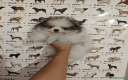 Pomerania perros en venta: Pomerania de Lulu - Imagen 1
