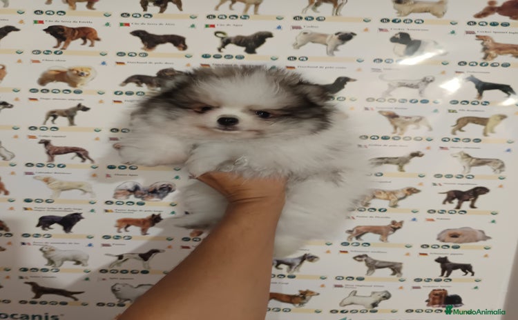 Pomerania perros - Propaganda 13