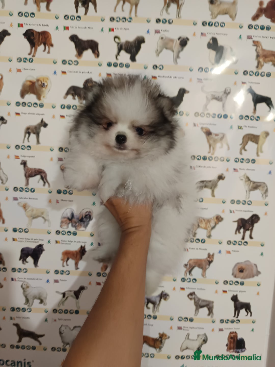 Pomerania perros en venta: Pomerania de Lulu - Imagen 1