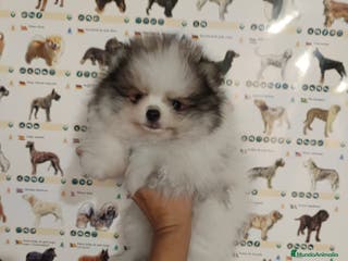 Pomerania perros Pomerania de Lulu - Anuncio 15