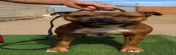 Staffordshire Bull Terrier perros en venta: Staffordshire Bull Terrier   - Anuncio 19