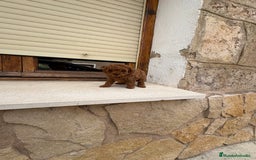 Caniche Toy perros en venta: Caniche mini Toy  - Imagen 3