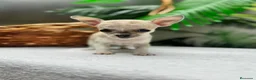 Chihuahua perros en venta:  🐾 DOS PRECIOSAS CHIHUAHUAS HEMBRAS 🐾 - Anuncio 9