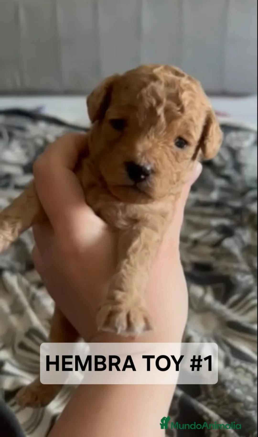 Caniche Toy perros en venta: Espectaculares Caniches Toy  en Lugo - Anuncio 7