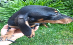 Teckel perros en venta: Teckel  - Imagen 3