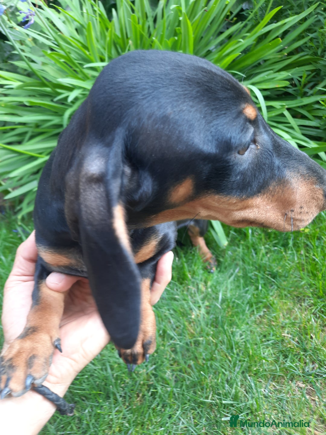 Teckel perros en venta: Teckel  - Imagen 3