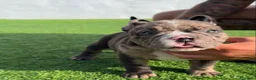 American Bully perros en venta: American bully micro - Anuncio 2