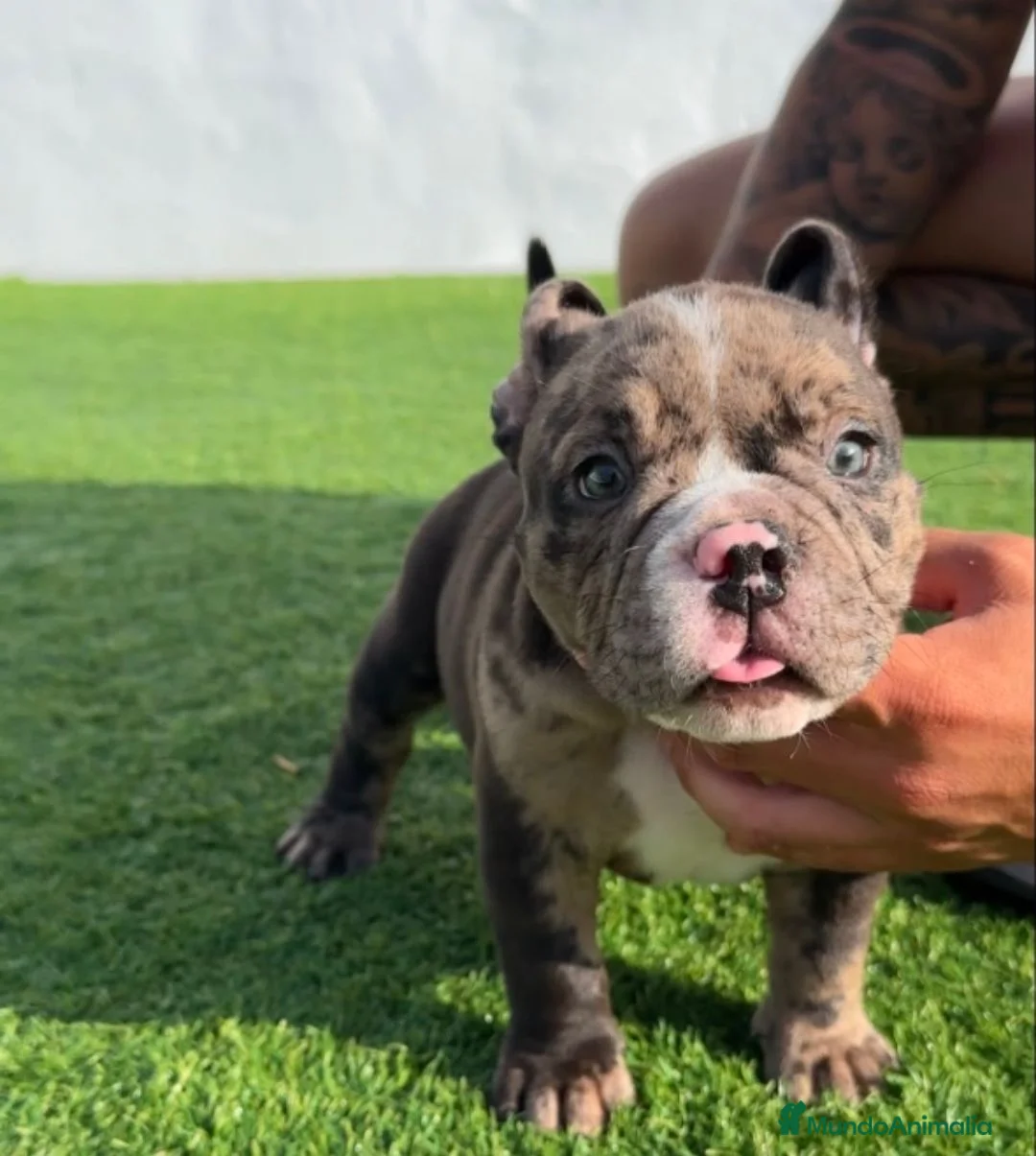 American Bully perros en venta: American bully micro - Anuncio 2
