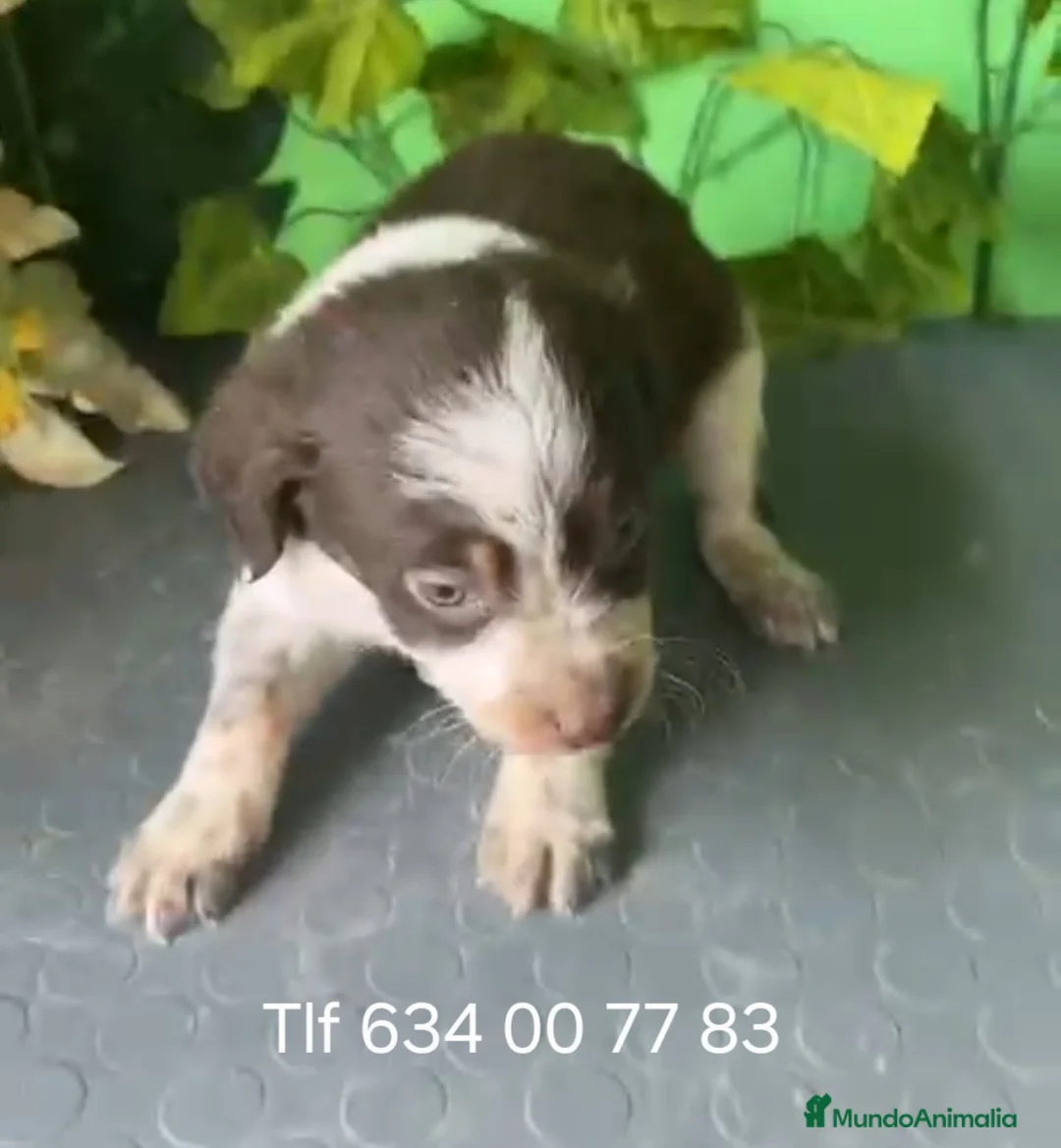 Raza Mixta perros en venta: 🐶 Cachorros Border Collie x Bretón 🐶 - Anuncio 2