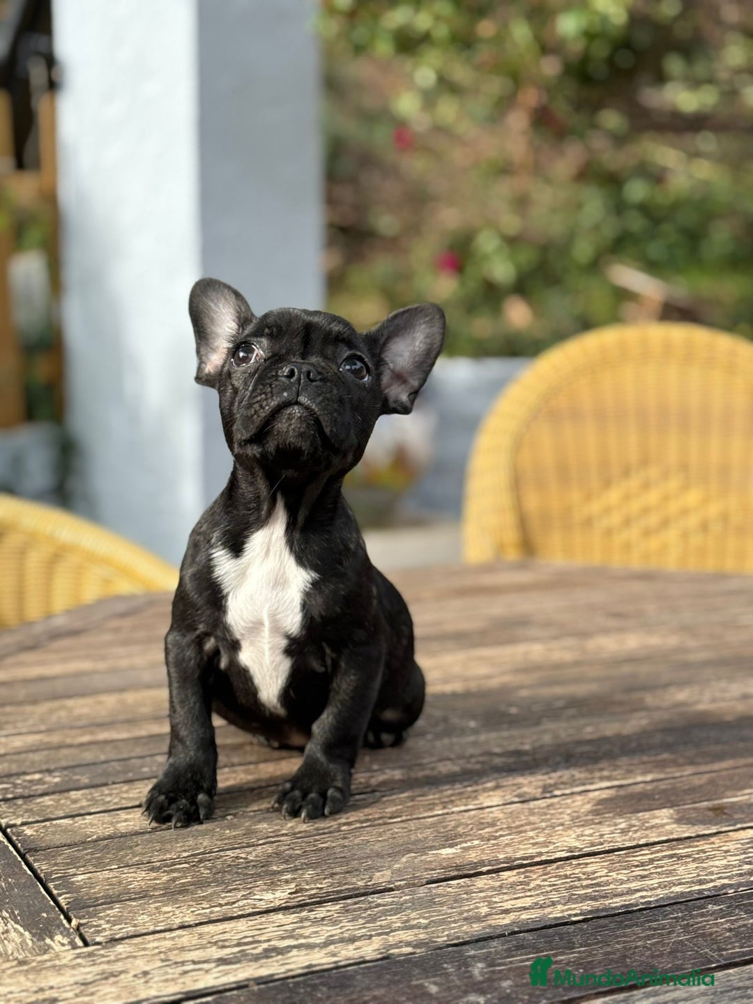 Bulldog Francés perros en venta: Bulldog francés hembra negra excelente morfología  - Anuncio 3