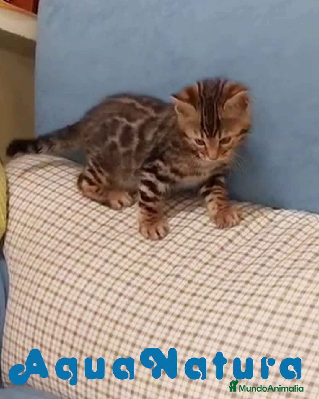 Bengalí gatos Bengali Macho AQUANATURA en Barcelona - Anuncio 15