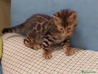 Bengalí gatos Bengali Macho AQUANATURA en Barcelona - Anuncio 24