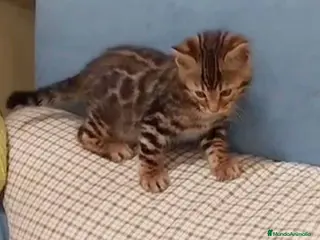 Bengalí gatos Bengali Macho AQUANATURA en Barcelona - Anuncio 27