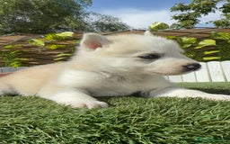 Husky Siberiano perros en venta: HUSKY - Imagen 16