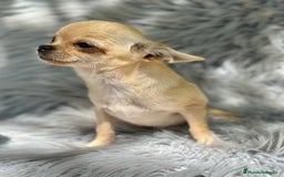 Chihuahua perros en venta: CHIHUAHUA MINI 1kilo 5 meses - Imagen 2