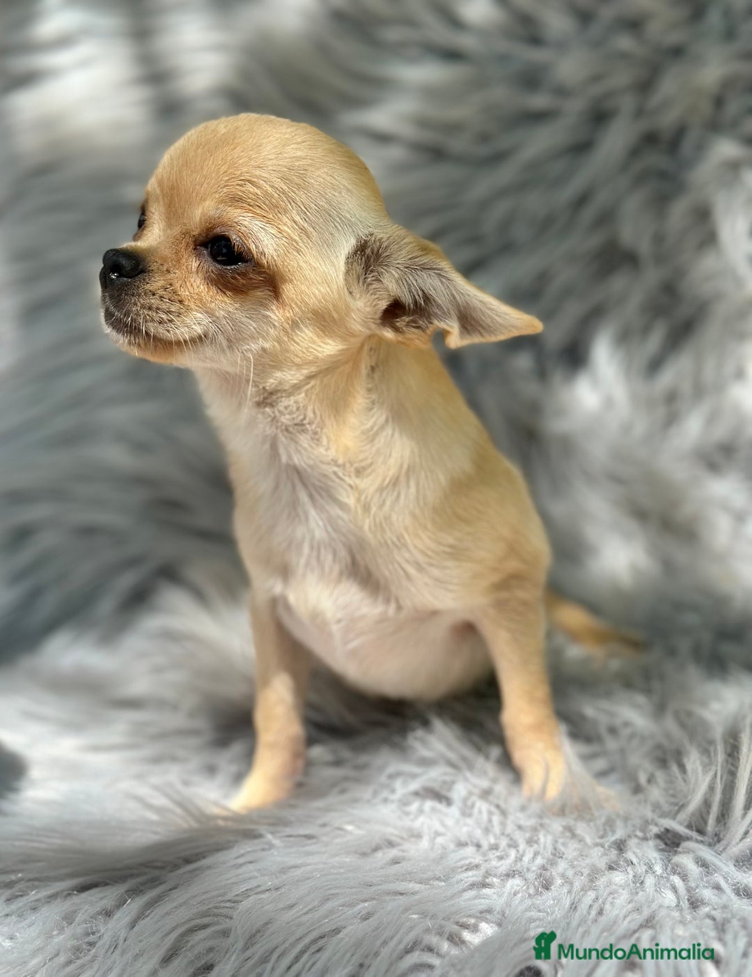 Chihuahua perros en venta: CHIHUAHUA MINI 1kilo 5 meses - Imagen 2