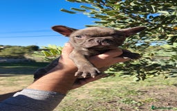 Bulldog Francés perros en venta: Bulldog Francés hembra calidad  - Anuncio 6