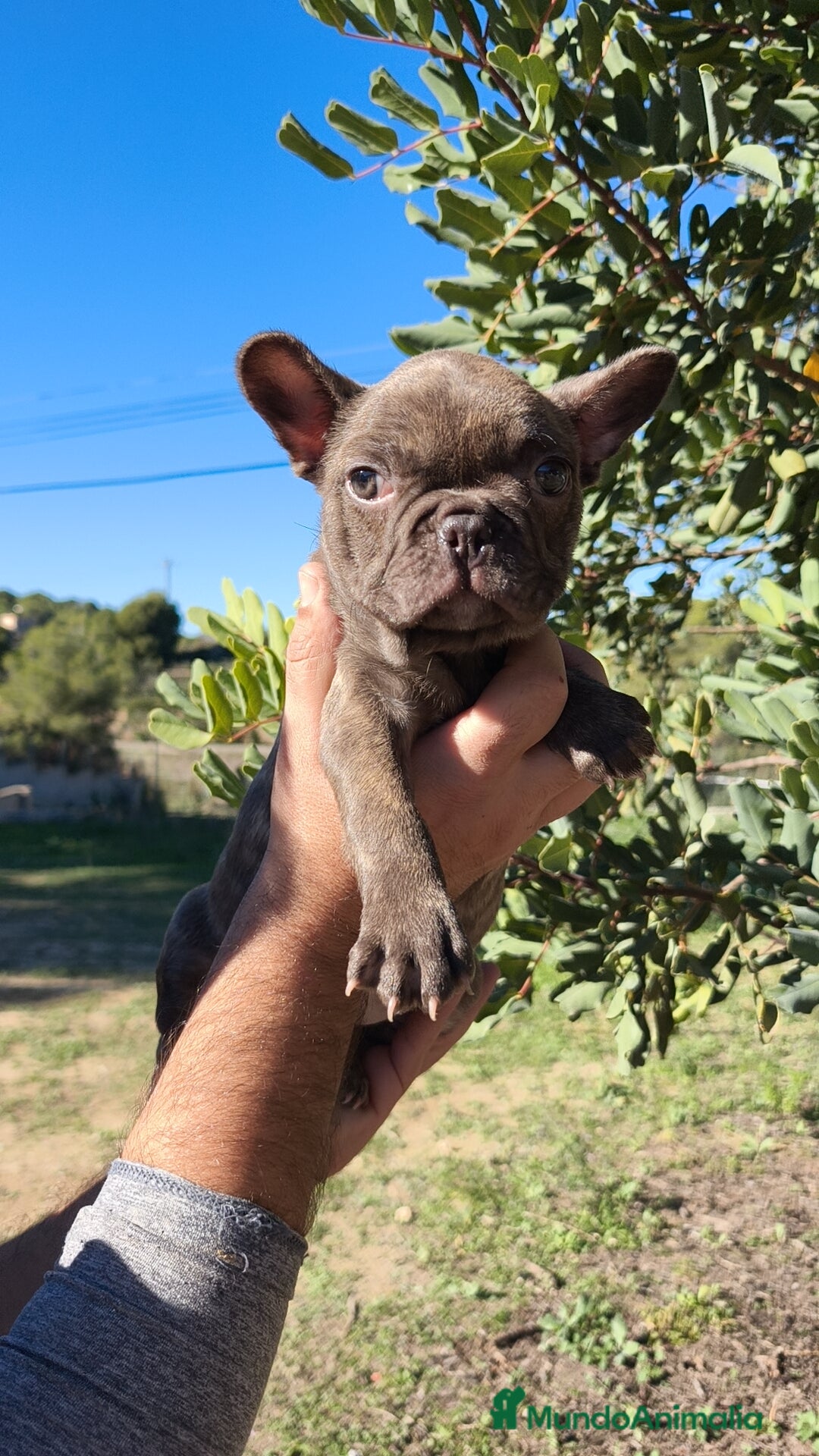 Bulldog Francés perros en venta: Bulldog Francés hembra calidad  - Anuncio 6