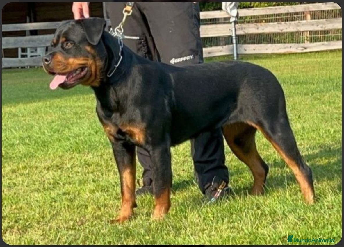 Rottweiler perros Rottweiler joven 8 meses - Anuncio 1