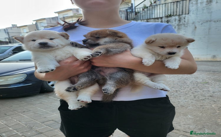 Shiba Inu perros - Propaganda 11