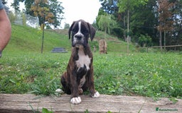 Boxer perros en venta: BOXER ATIGRADO - Imagen 3