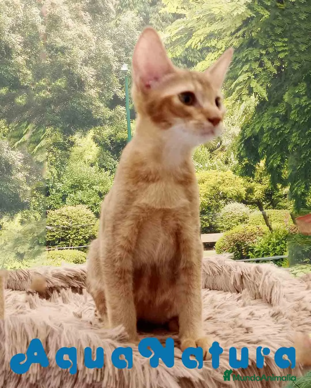 Abisinio gatos en venta: Abisinio Macho de Santa 4174 - AQUANATURA en Barcelona - Anuncio 4