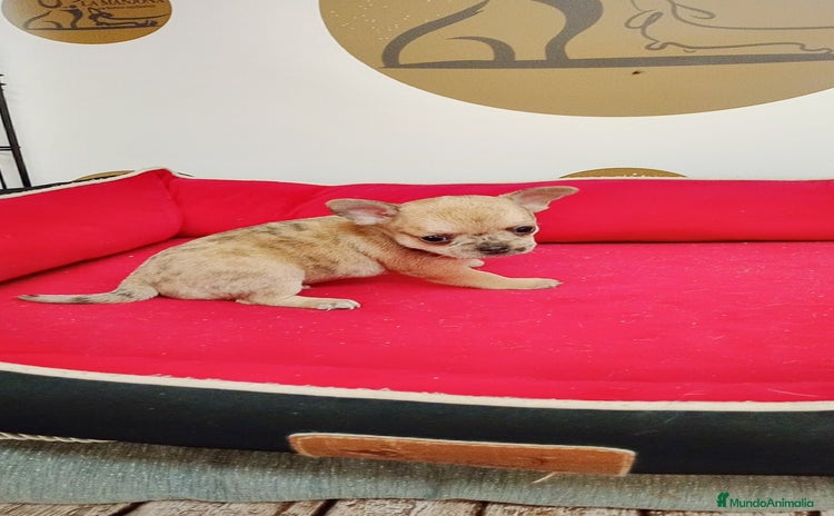 Chihuahua perros Chihuahua  - Anuncio 1