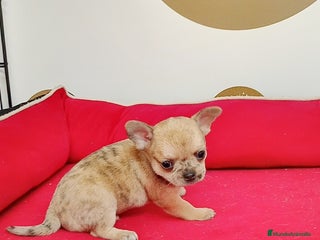 Chihuahua perros Chihuahua - Anuncio 35