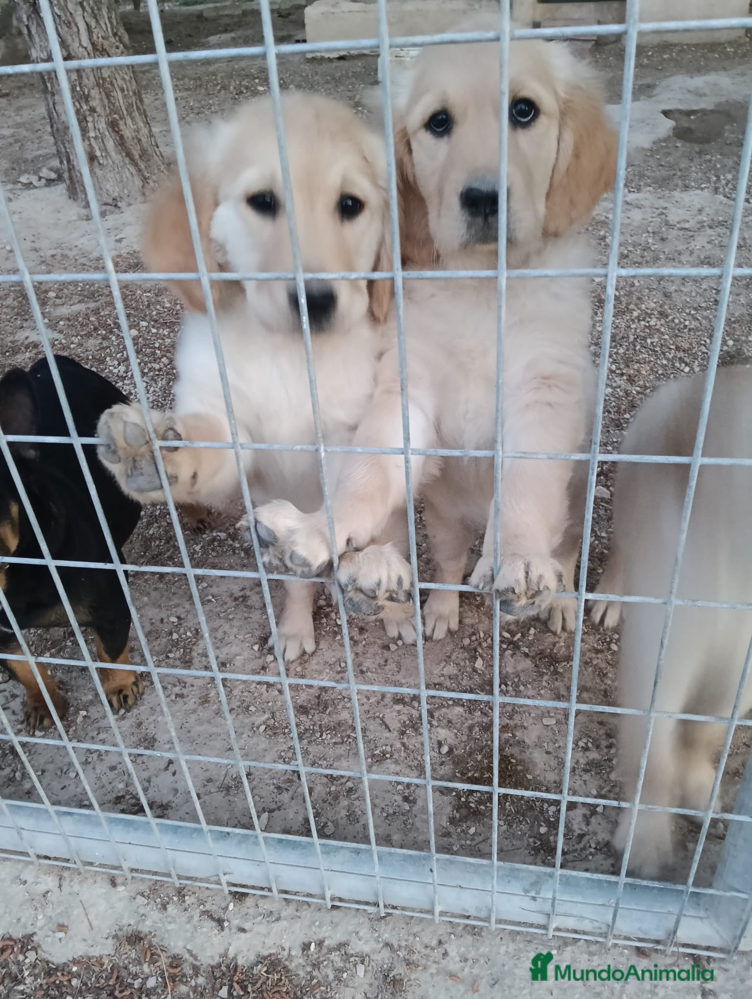 Golden Retriever perros Golden Retriever  - Anuncio 1