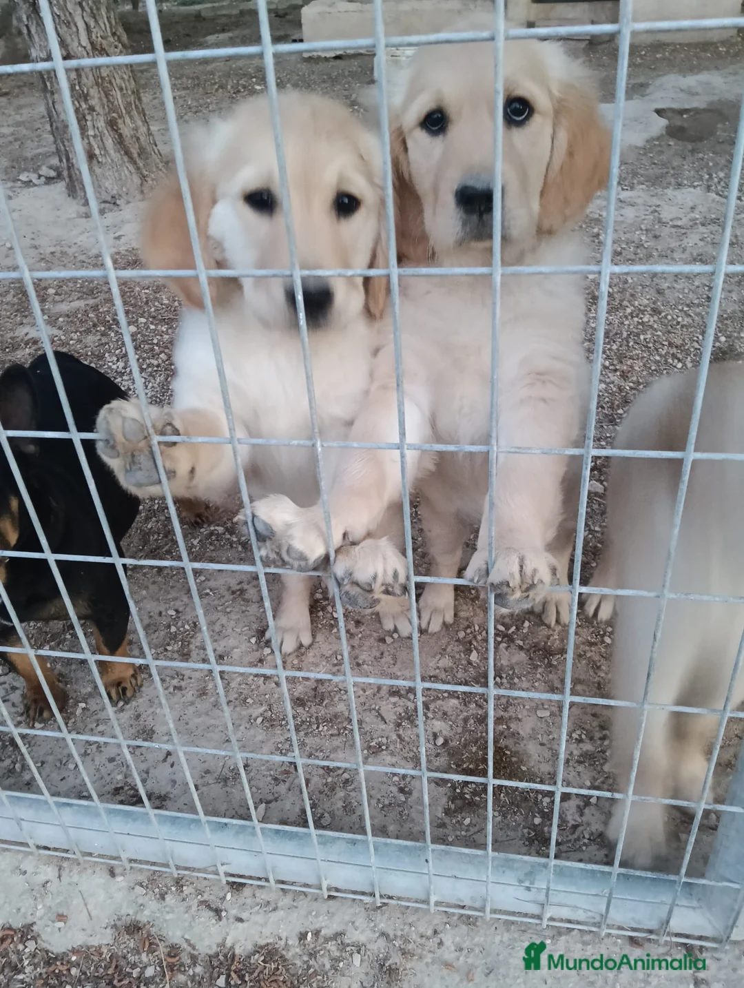 Golden Retriever perros en venta: Golden Retriever  - Anuncio 1