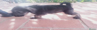 Schnauzer Miniatura 1