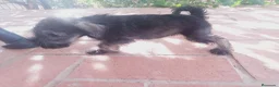 Schnauzer Miniatura perros en venta: Camada Titilla Schnauzer  - Anuncio 3