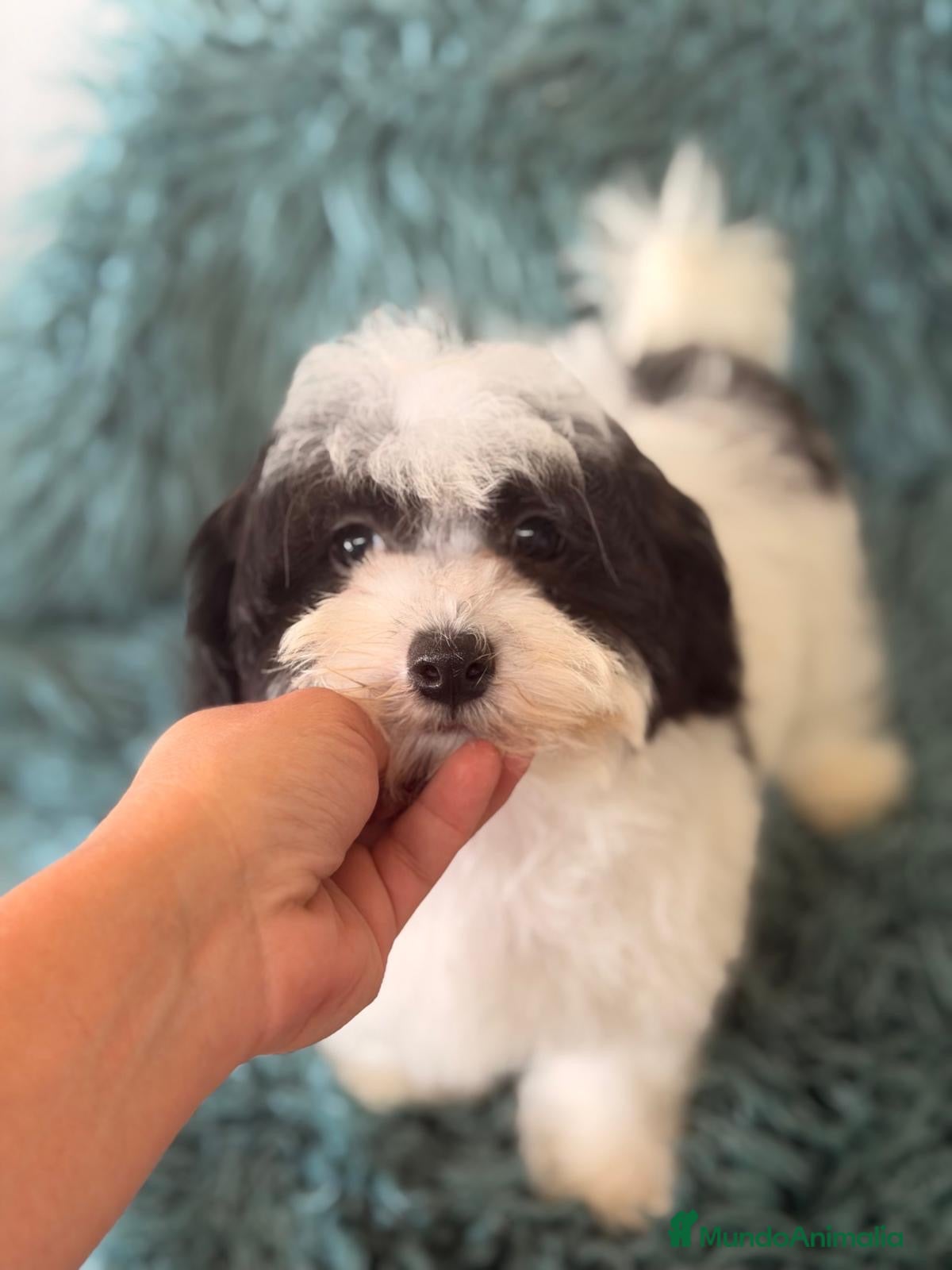Maltipoo perros Maltipoo bicolor  - Anuncio 1