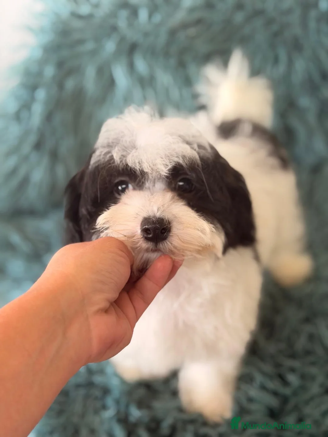 Maltipoo perros en venta: Maltipoo bicolor  - Anuncio 1