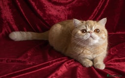 Exótico de Pelo Corto gatos en venta: 🐯 EXOTIC SHORTHAIR RED TABBY & WHITE - Imagen 19