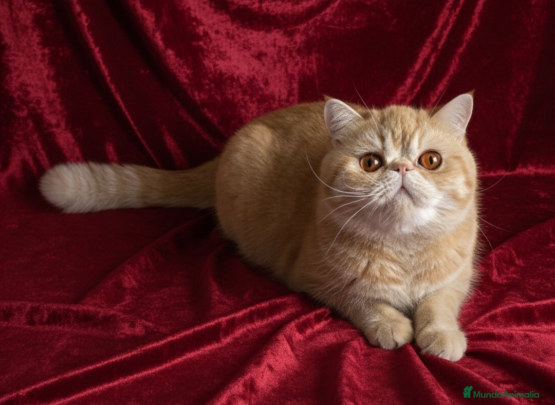 Exótico de Pelo Corto gatos en venta: 🐯 EXOTIC SHORTHAIR RED TABBY & WHITE - Imagen 19