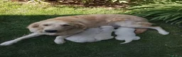 Golden Retriever perros en venta: Cachorro macho de golden retriever  - Anuncio 3