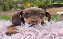 Teckel Miniatura perros en venta: TECKEL MINIATURA DISPONIBLES - Imagen 3