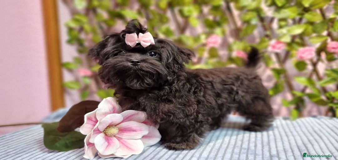 Imagen de galería {{count}}